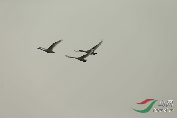 _E8J2385.jpg