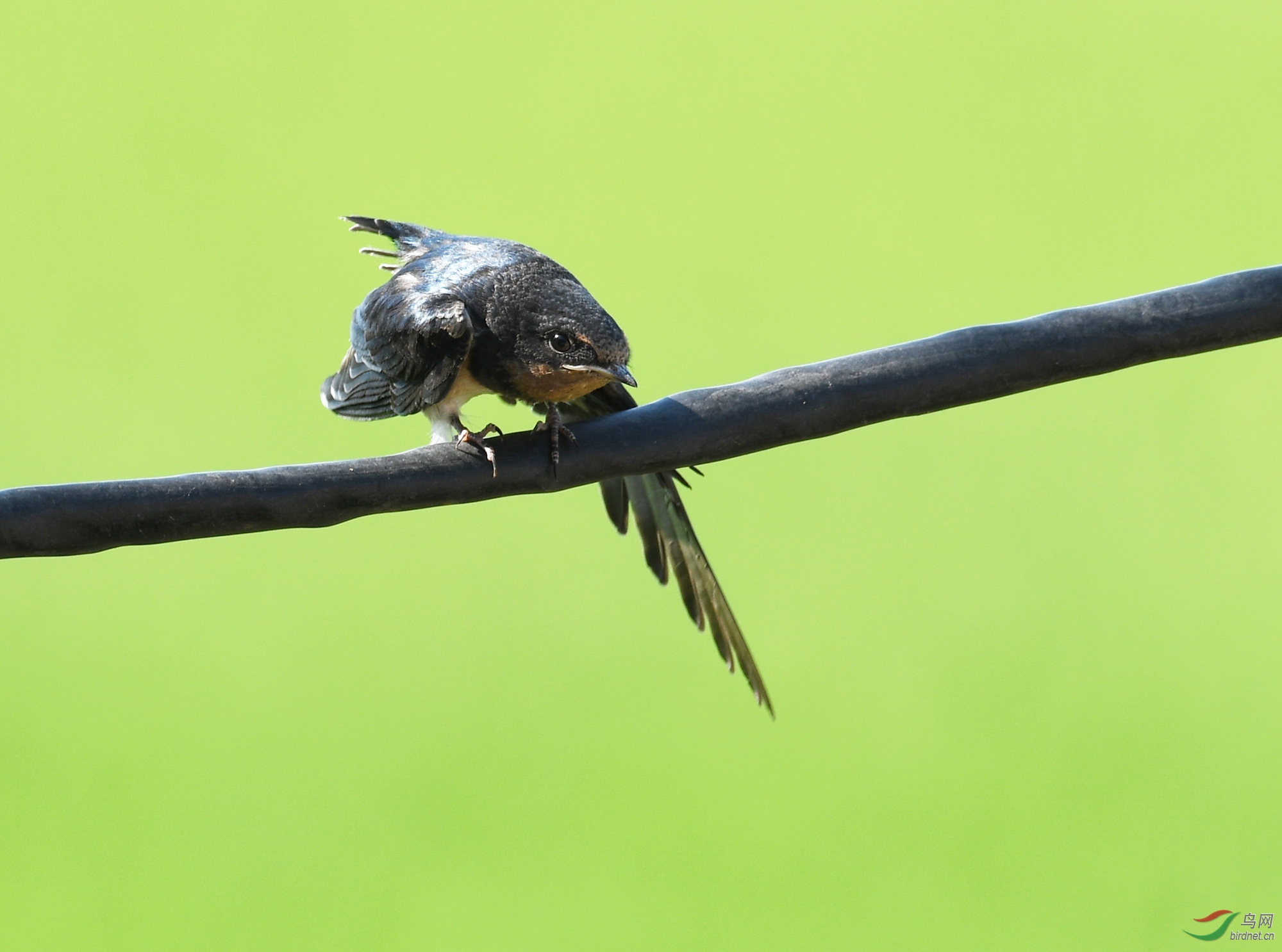 ������Ӱ 593����.jpg