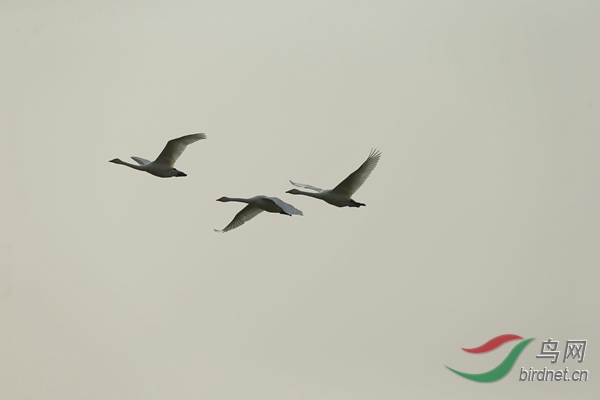 _E8J2390.jpg