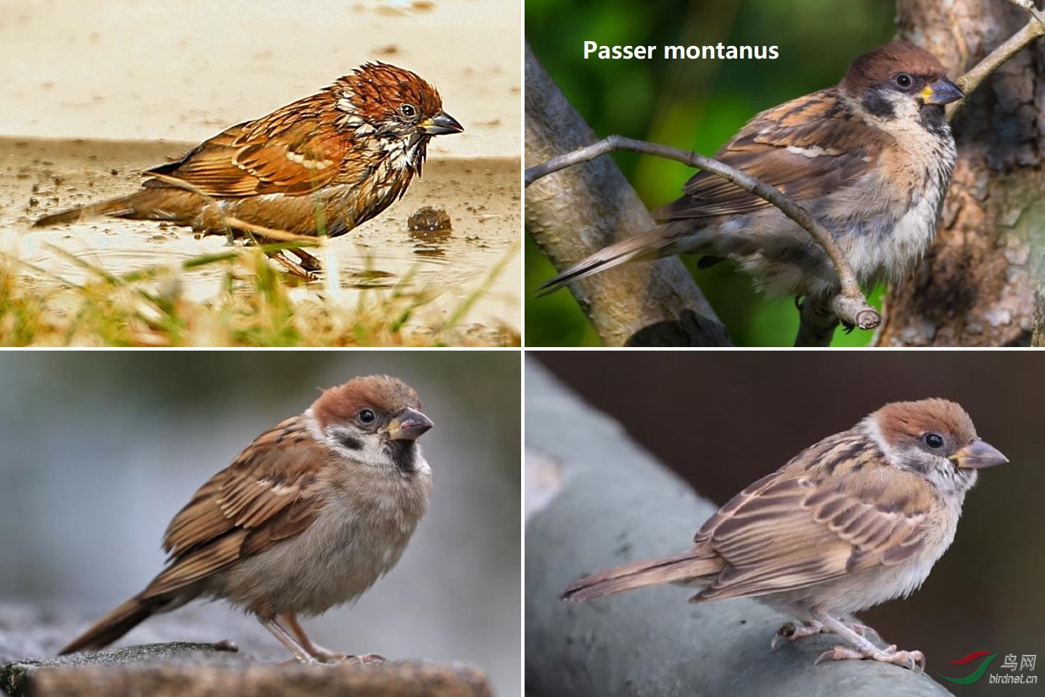 Tree Sparrow.jpg