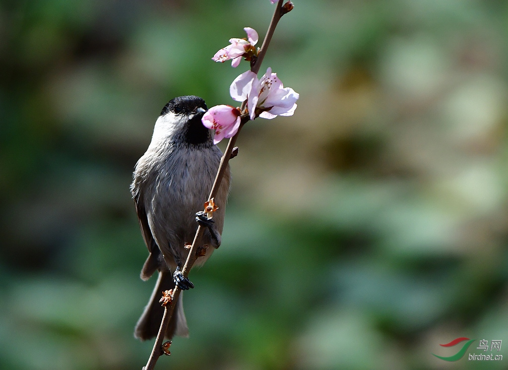 DSC_0073.jpg