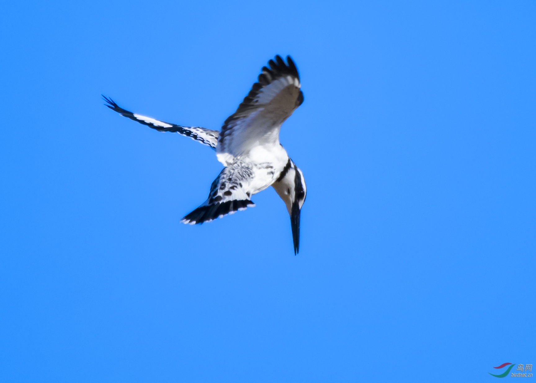 DSC_8409.jpg
