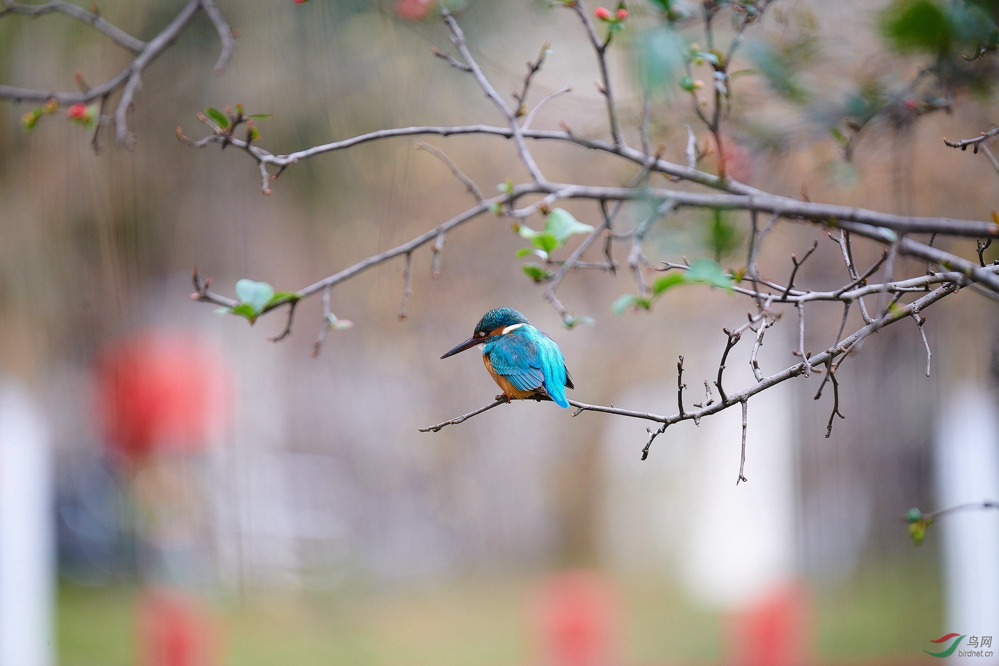 d850适马60600s500f414x2x增距镜拍鸟raw转jpg