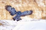 11 (106).JPG