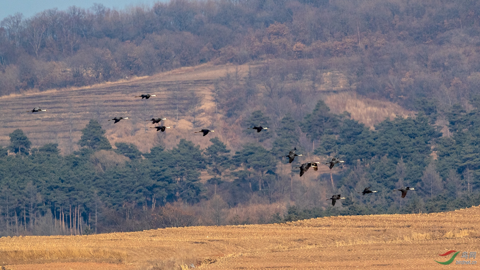 ��ͷ��Ǩ��ص�����