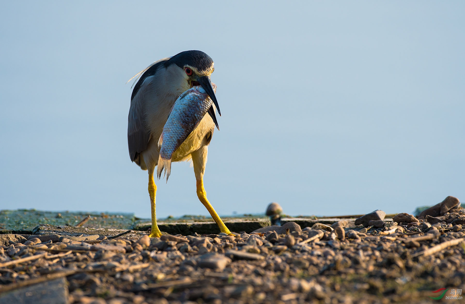 DSC_4798-1.jpg