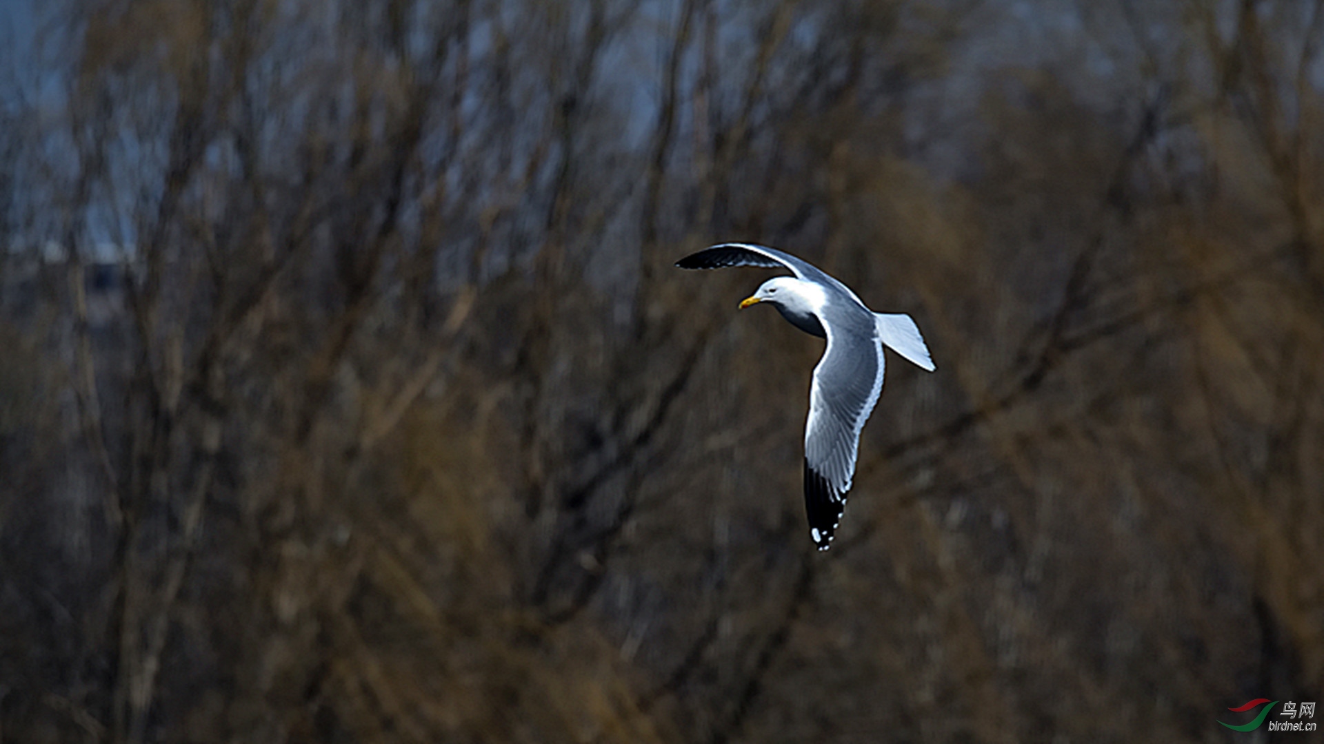 DSC_7932_00001_01_����.jpg