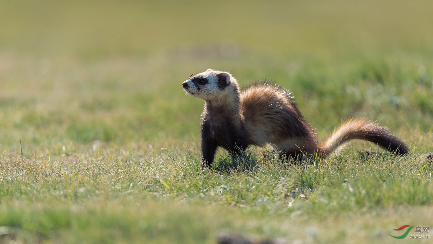 顽皮的艾鼬【恭贺老师佳作荣获首页精华】