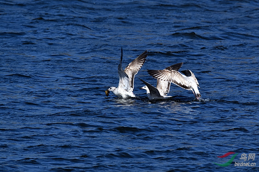 DSC_7914_00001_01_����.jpg
