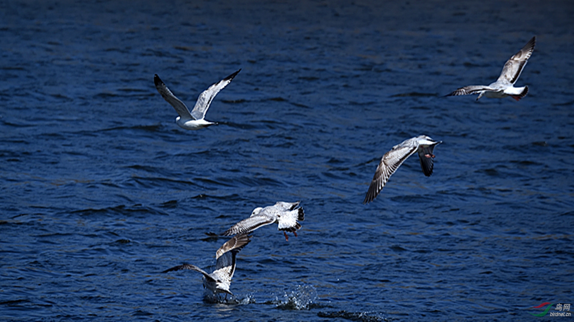 DSC_7908_00001_����.jpg