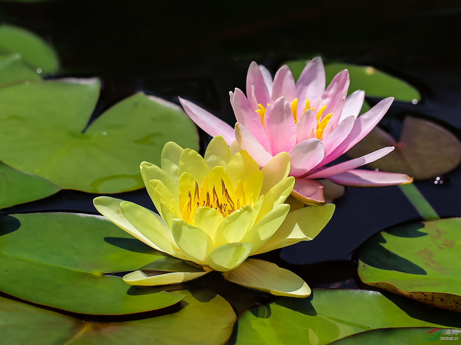 两朵花在一起的图片图片