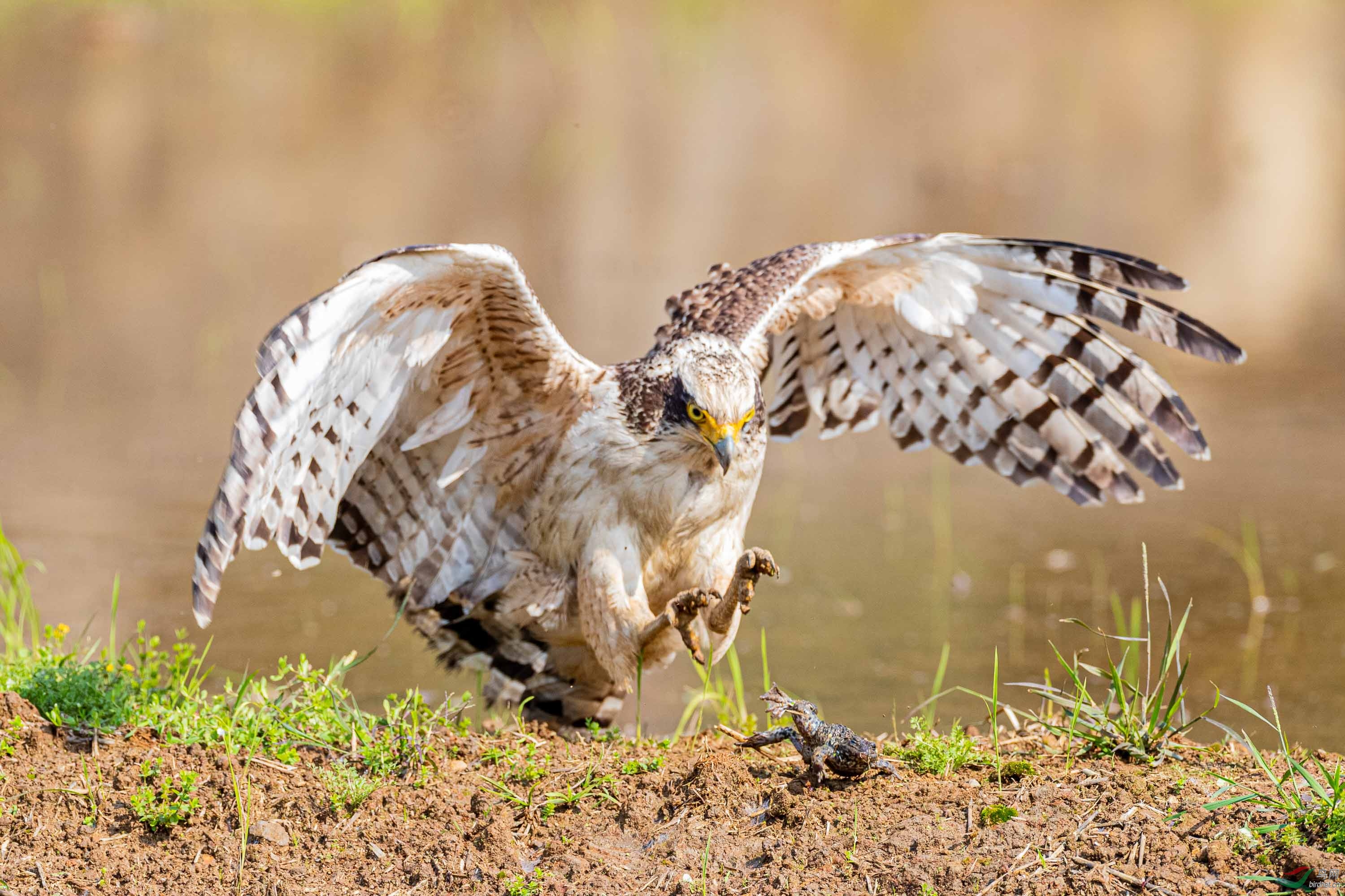淡色大冠鹫捕食祝贺老师佳作荣获首页精华