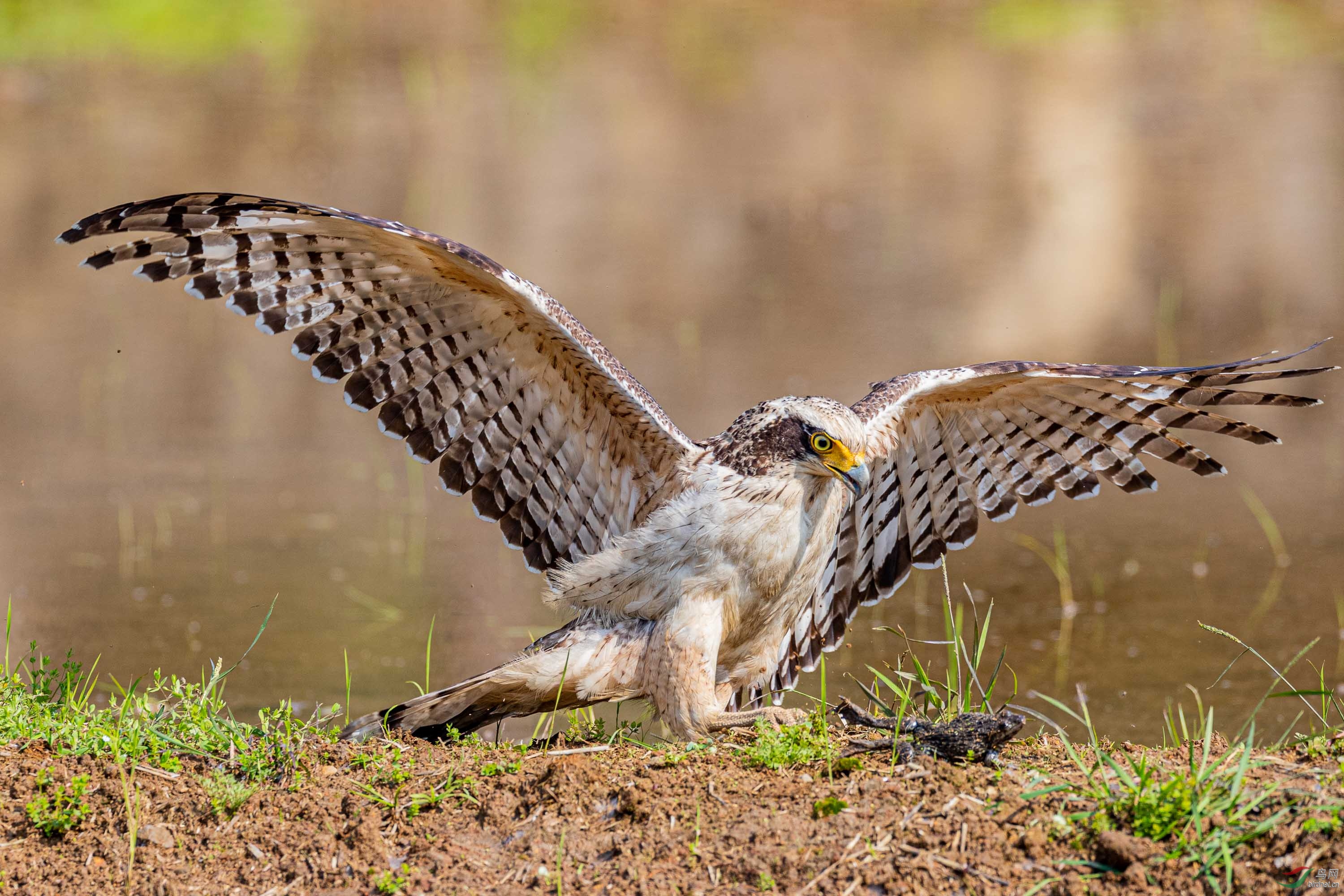 淡色大冠鹫捕食祝贺老师佳作荣获首页精华