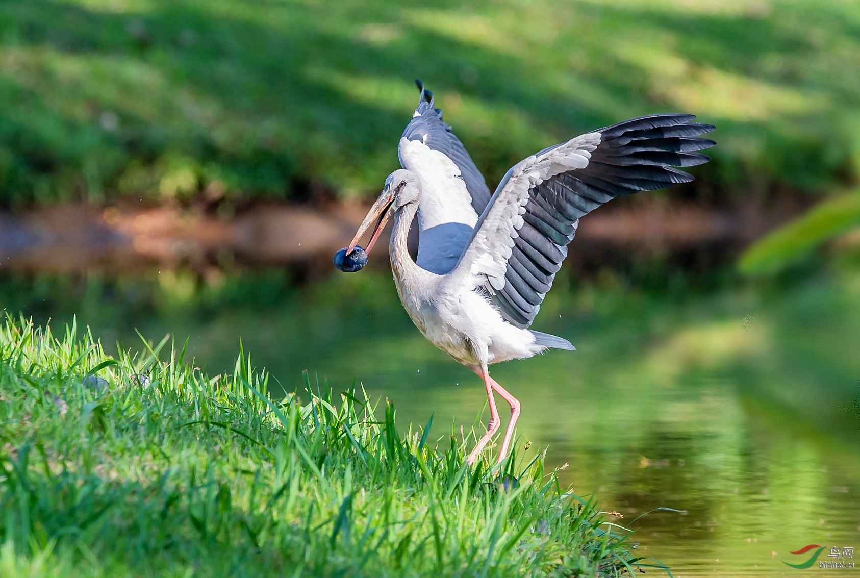 [水鸟] 收获--钳嘴鹳