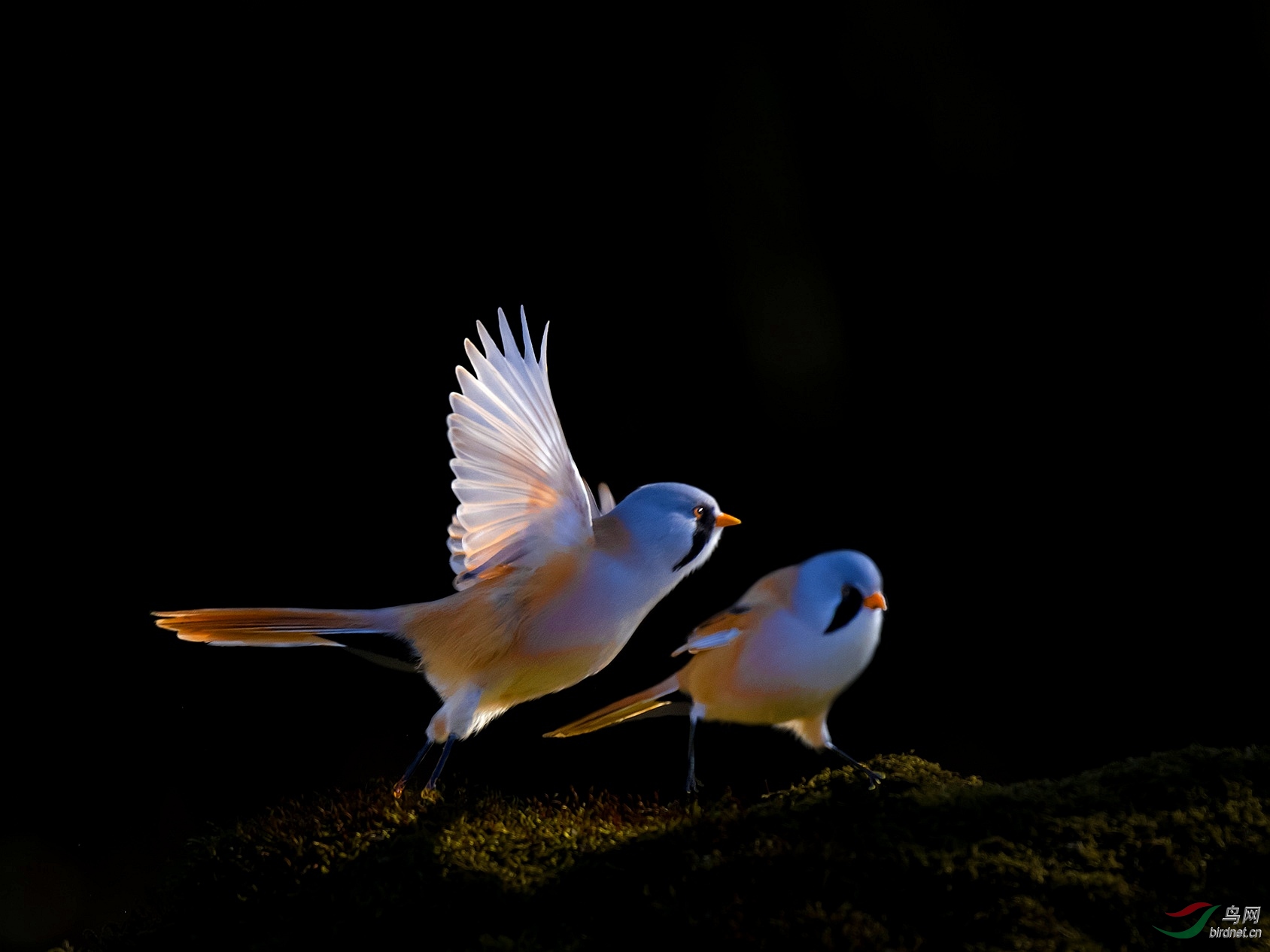 �῵D500������Ǻ�