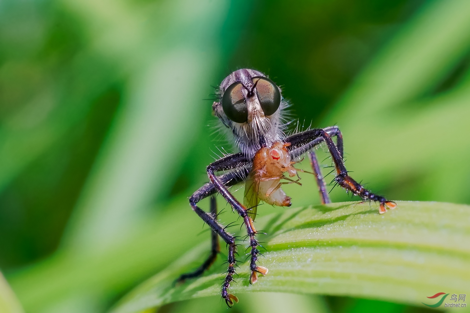 食蝇虻荣获首页精华