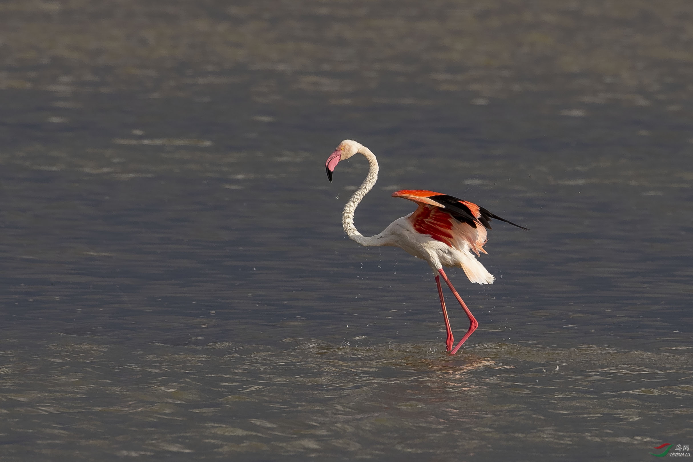 鹳舞大红鹳火烈鸟