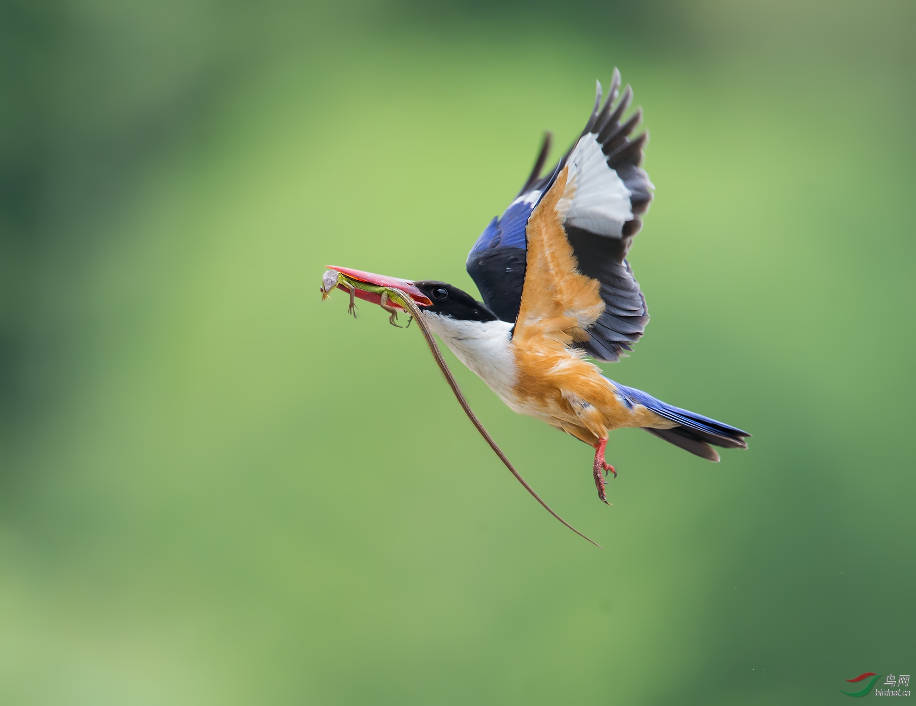 DSC_7335 ����ͼ.jpg