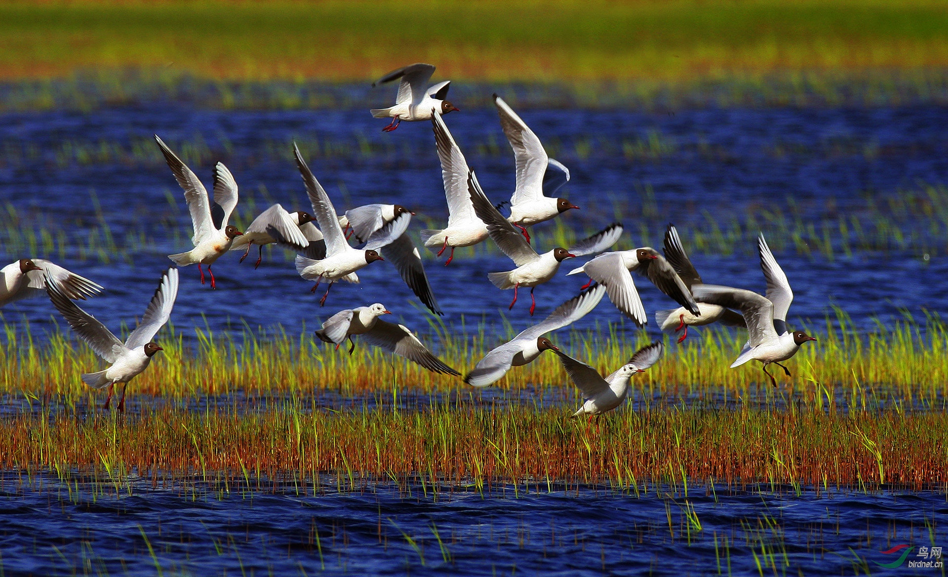 拍摄于辽宁盘锦：每年春季，成千上万的鸟类迁徙到这里，在湿地里觅食、嬉戏，形成一道亮丽的美景.jpg