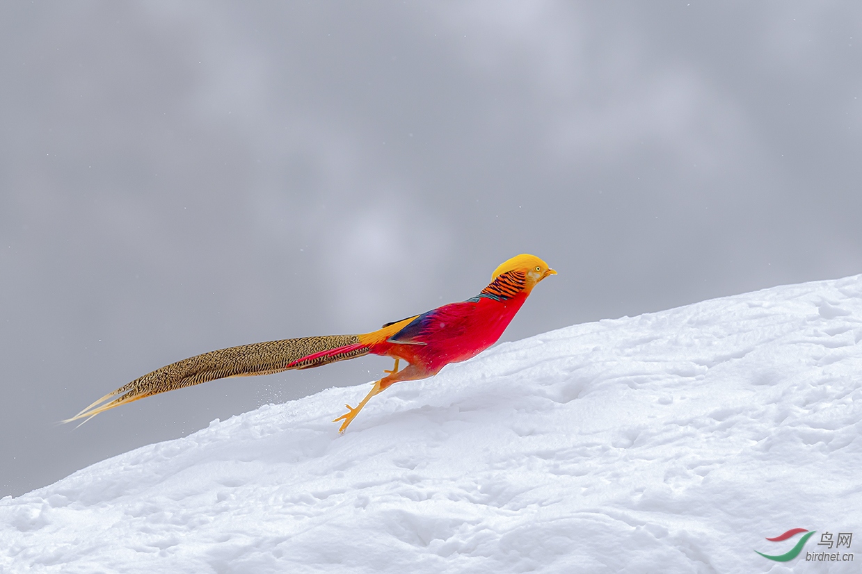 ����������Ͽ��ɽ��