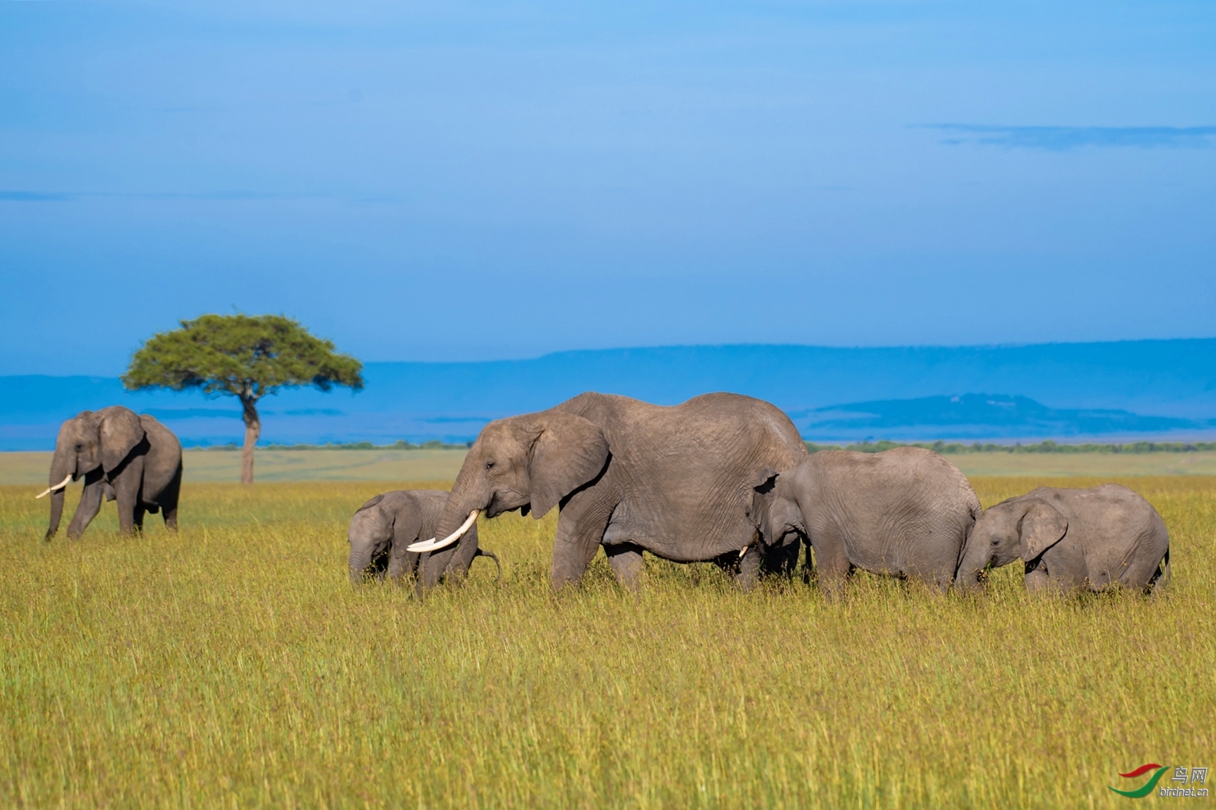 草木谷子老师作品----非洲大象一家 荣获2020年2月13日 动物精华!jpg