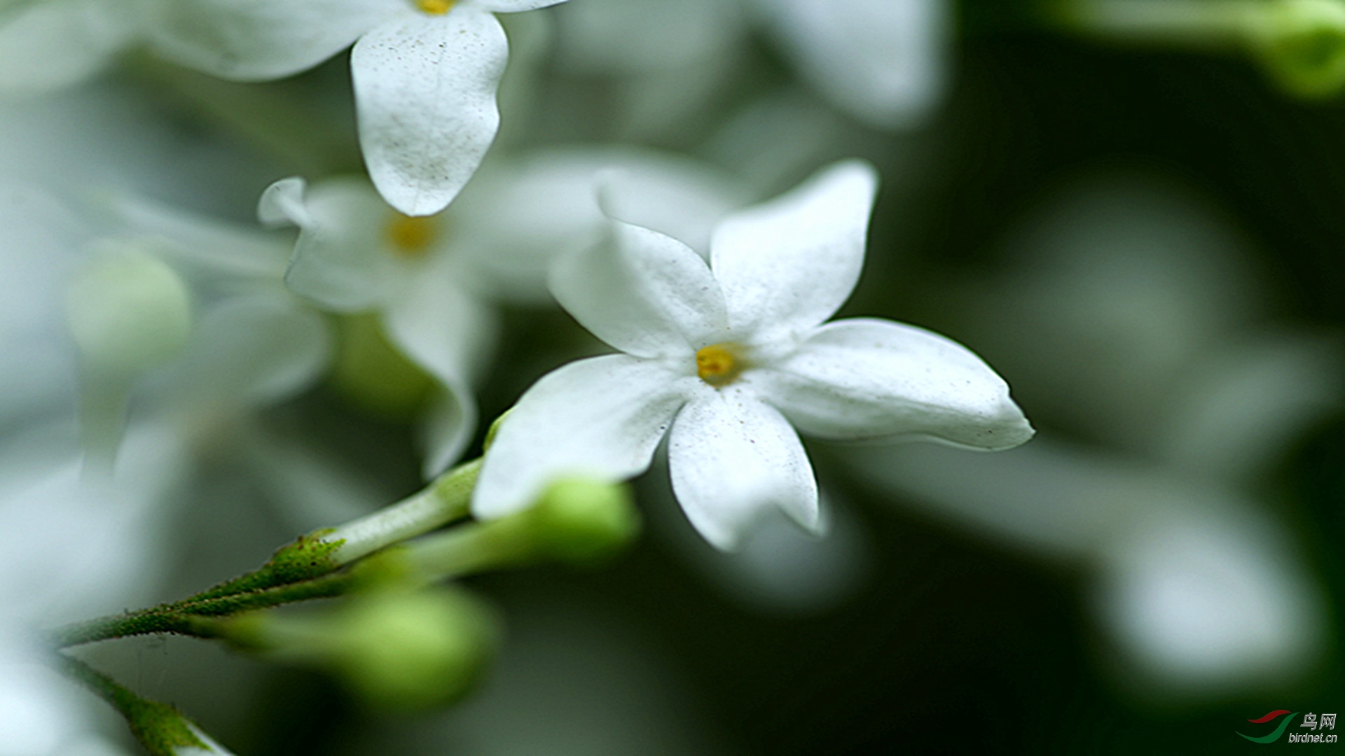 五片花瓣的白花图片