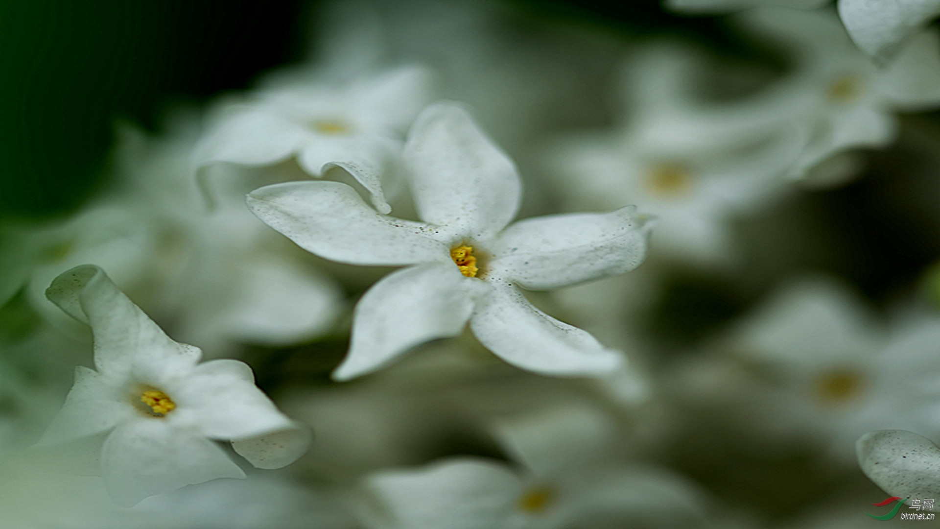 五片花瓣的白花图片
