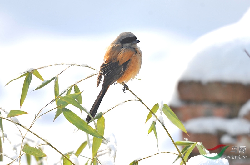 63a.jpg