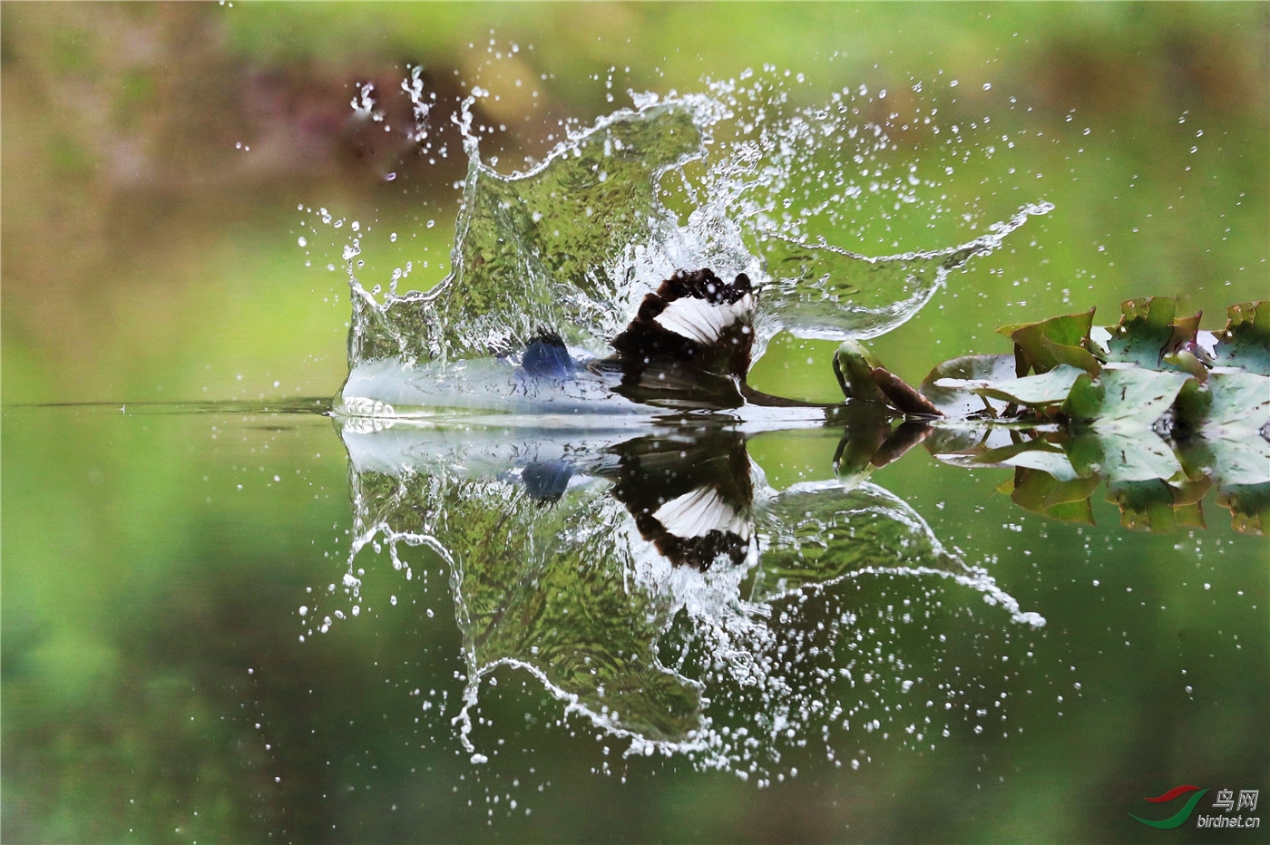 水中蝴蝶!