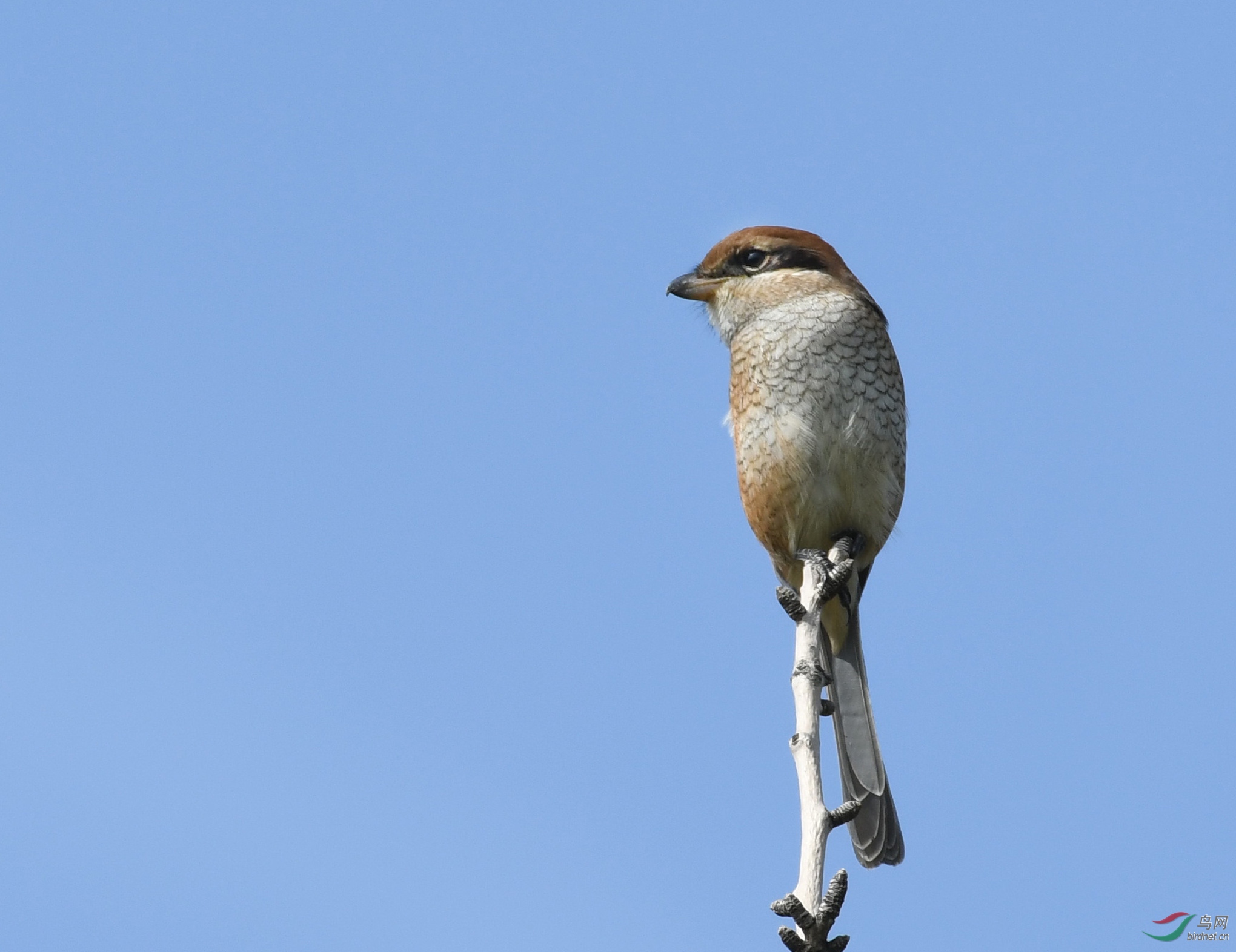 ������Ӱ 1415����.jpg