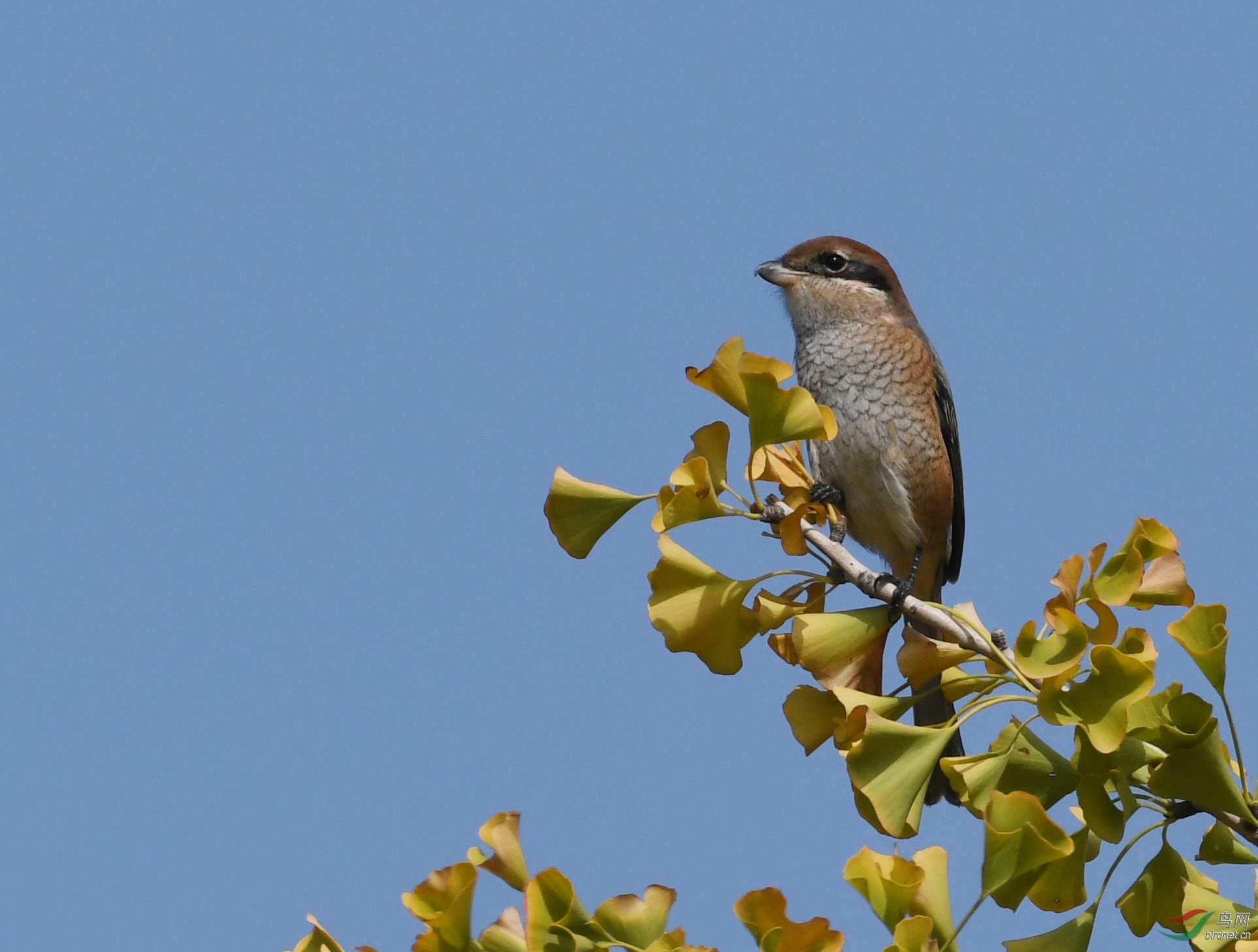 ������Ӱ 1201����.jpg