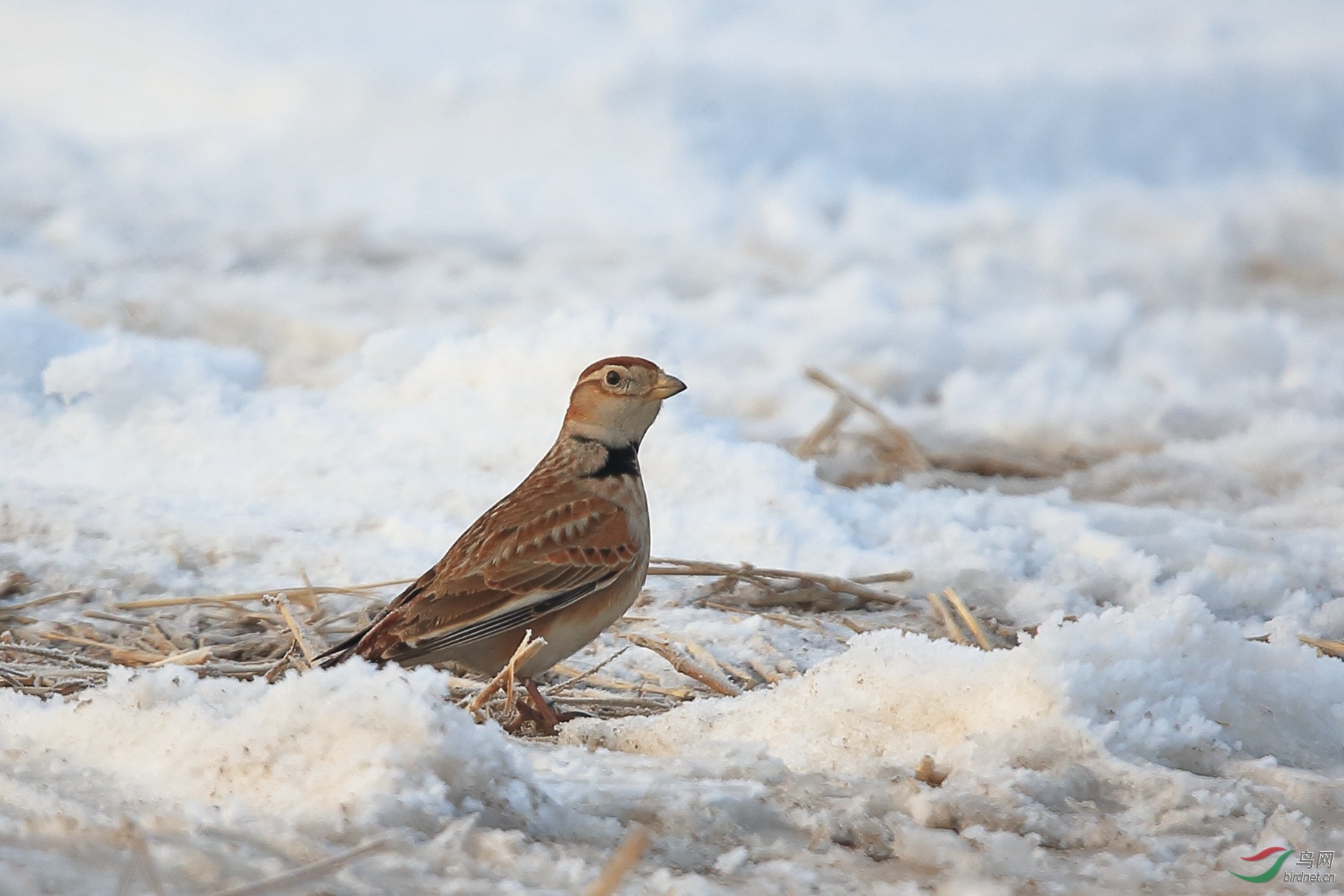 雪地上的蒙古百灵