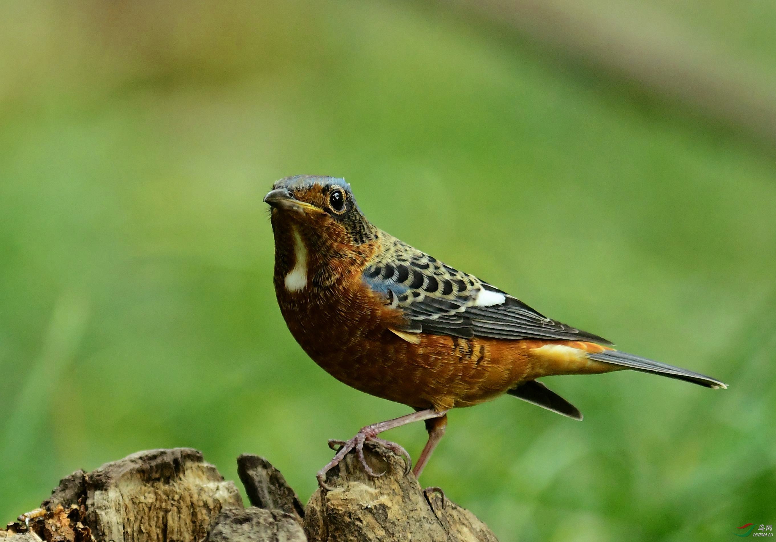 DSC_3927.JPG