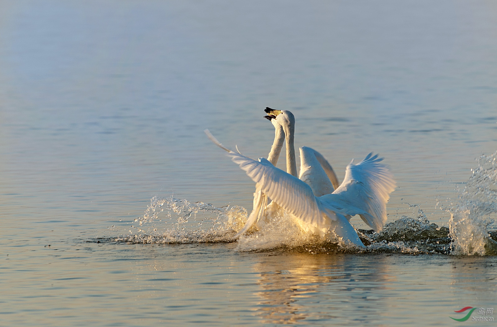 DSC_2316.jpg