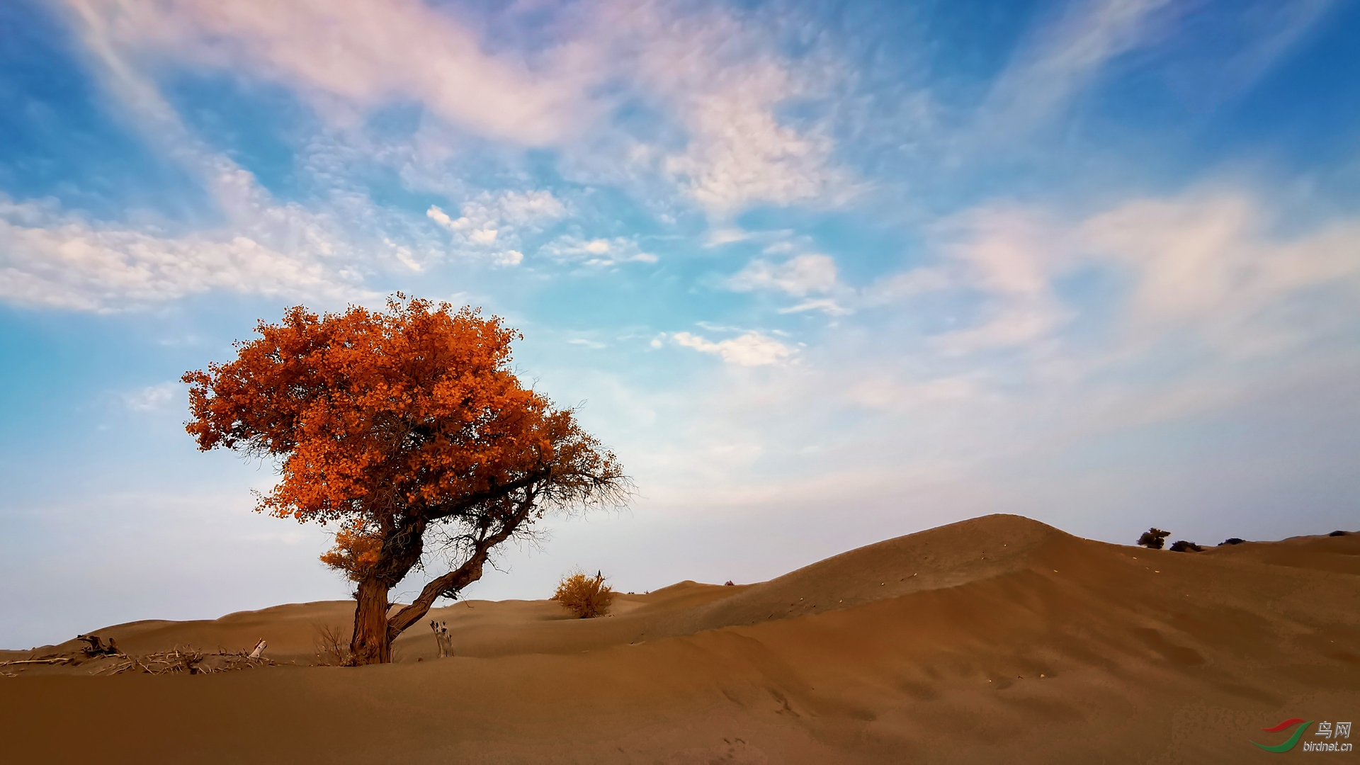 一棵沙漠胡杨树图片图片