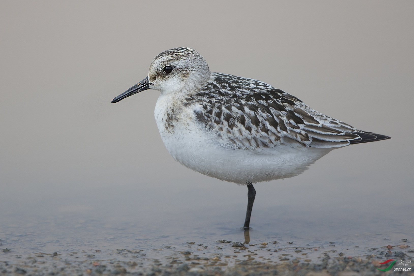 三趾滨鹬标准像