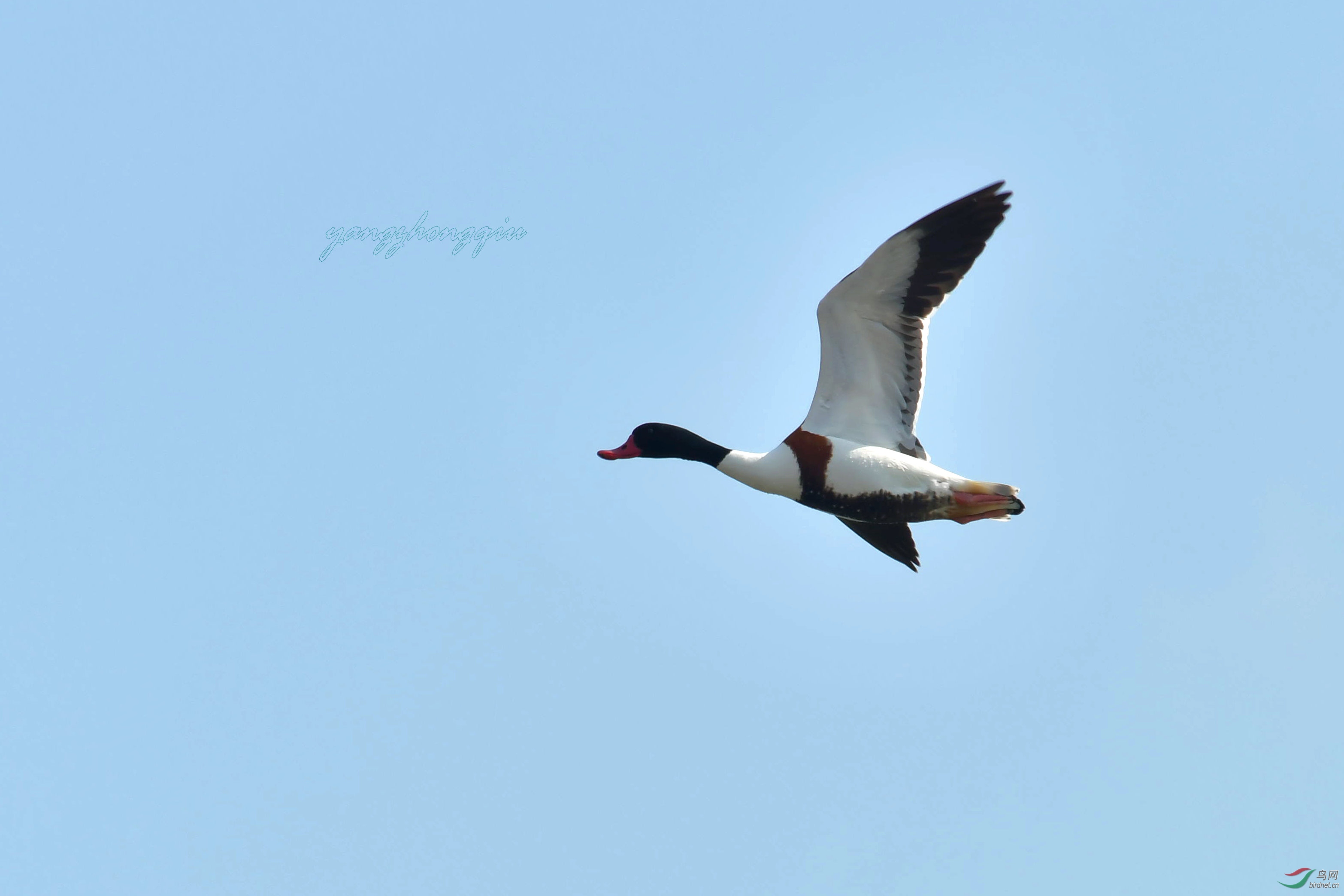 DSC_1817.jpg
