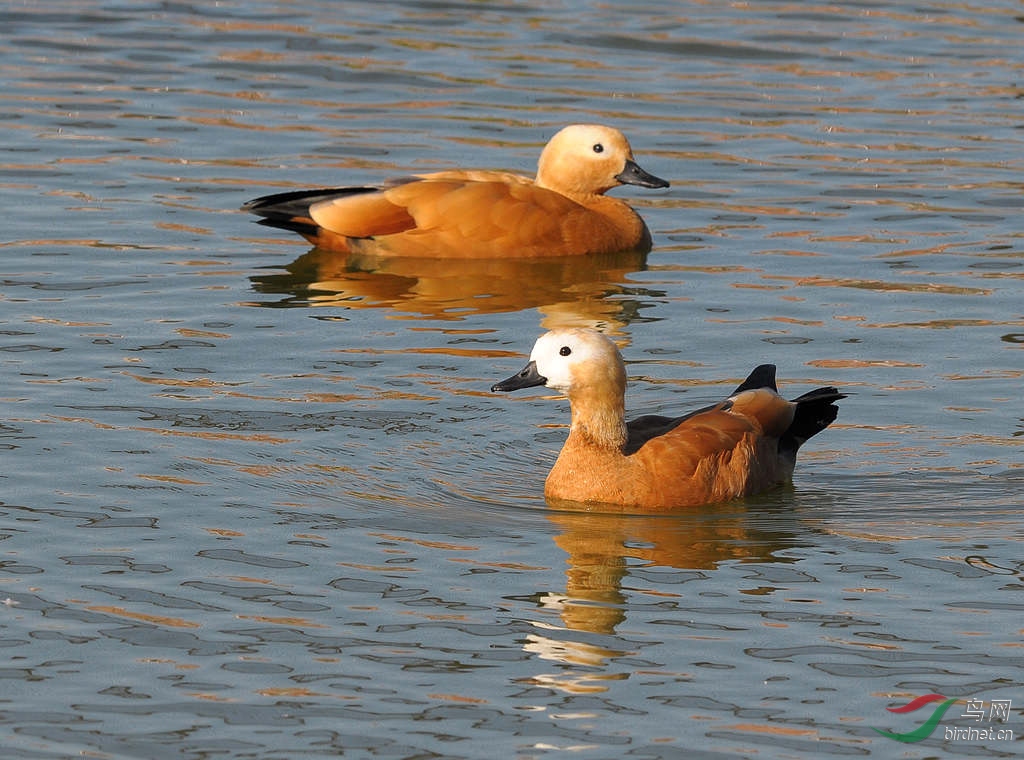 DSC_0078  3.jpg