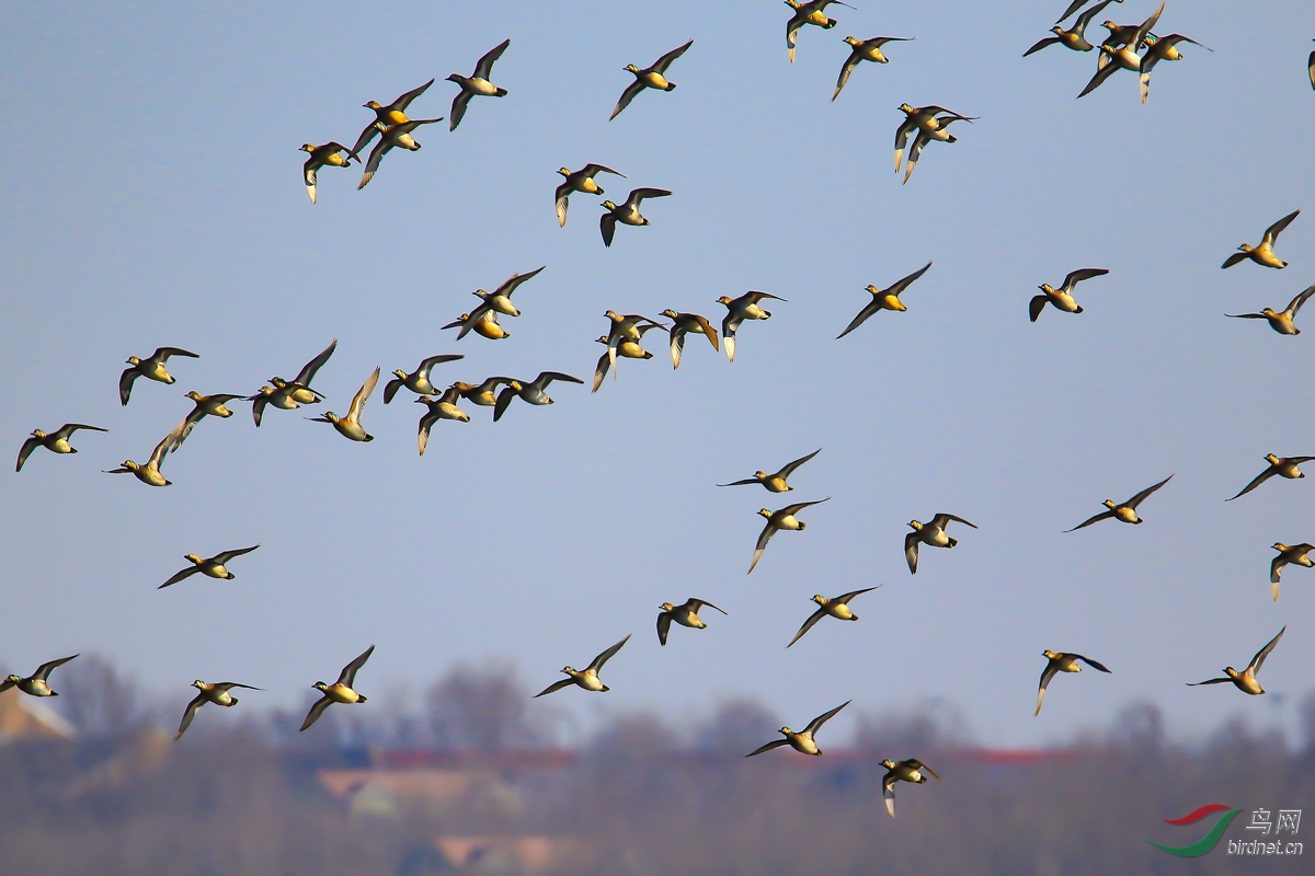 ����Ļ���Ѽ