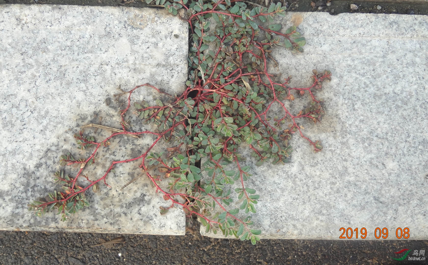 ·�ߵ����ϲ�