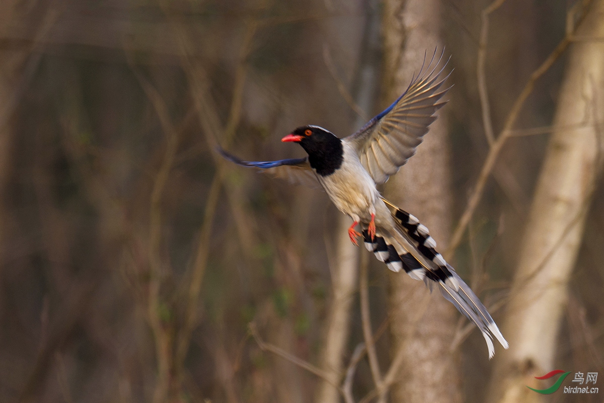DSC_p5770.jpg