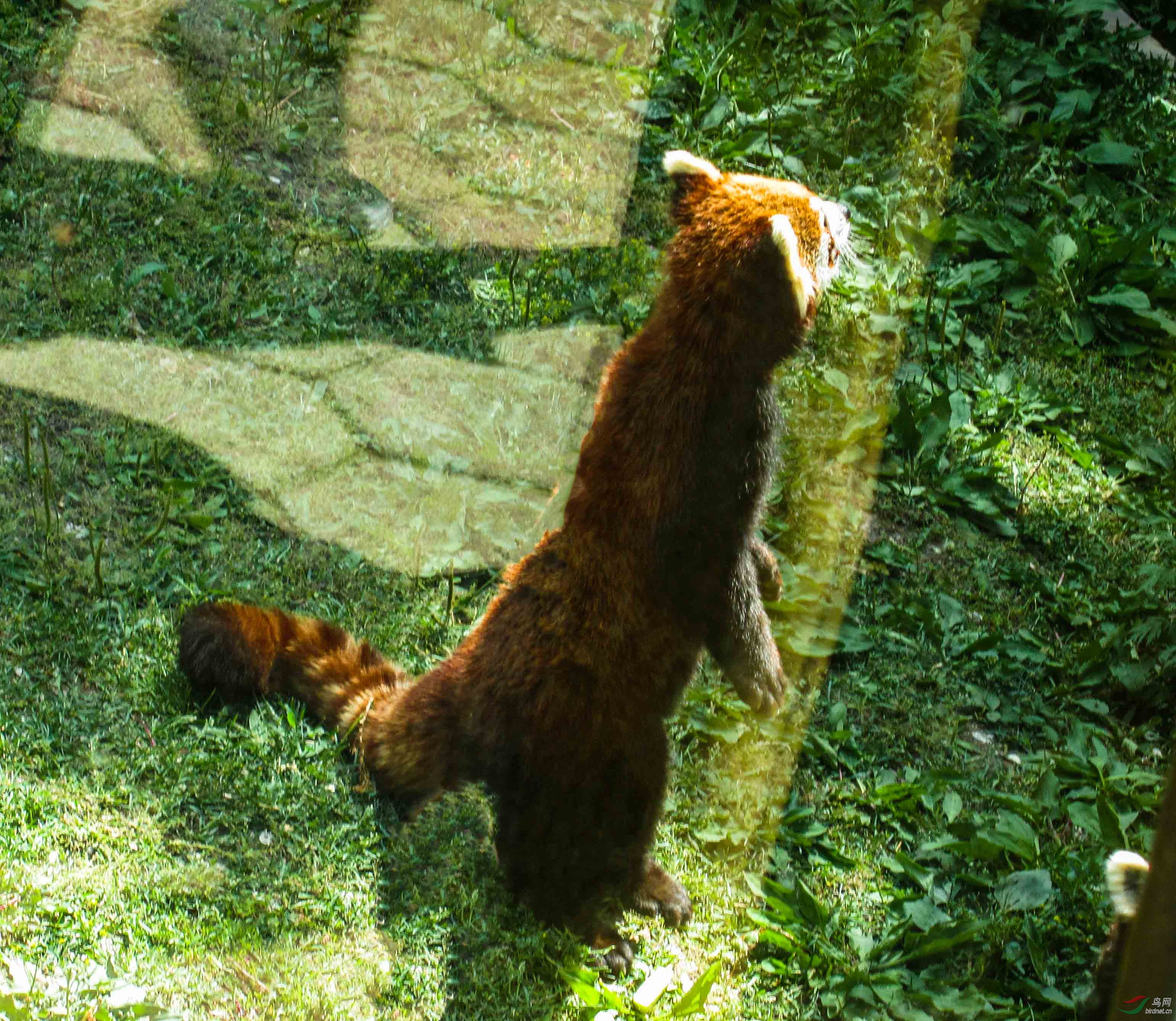 站立张望的小浣熊