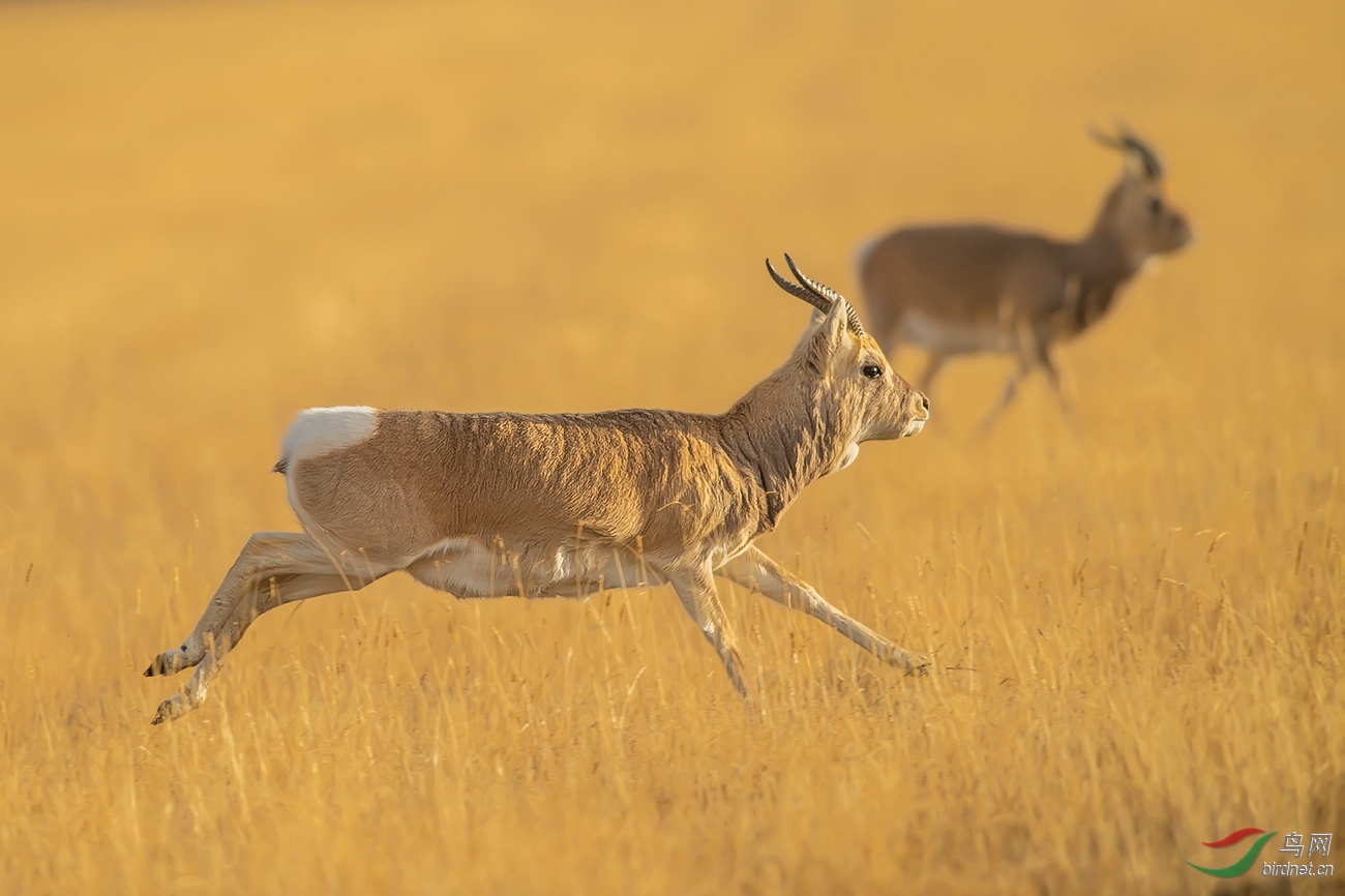 青海独有物种普氏原羚中华对角羚祝贺佳作荣获首页精华