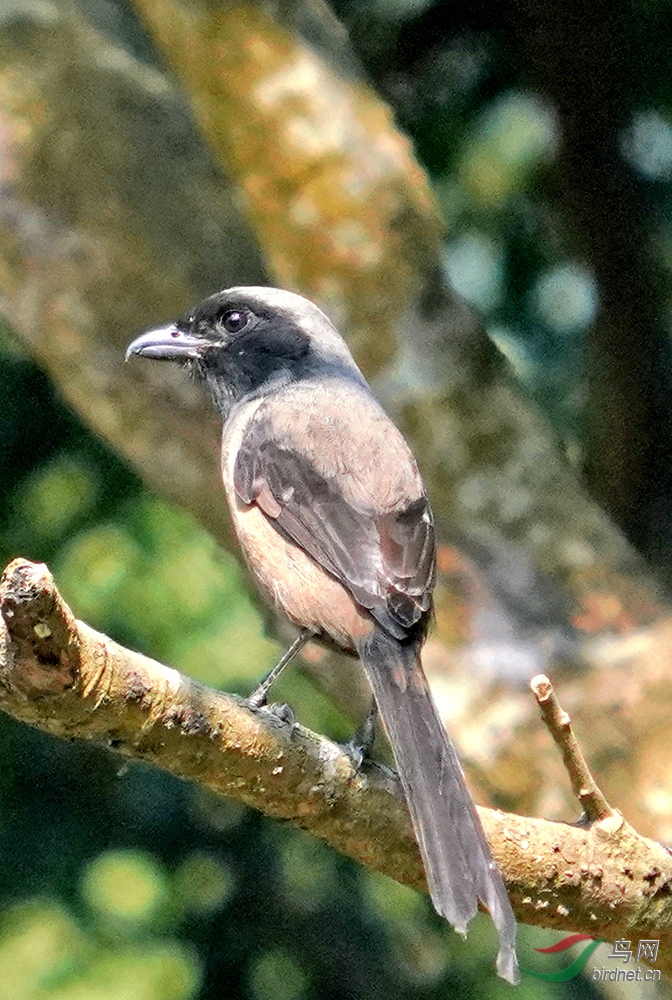 灰背伯劳鸟
