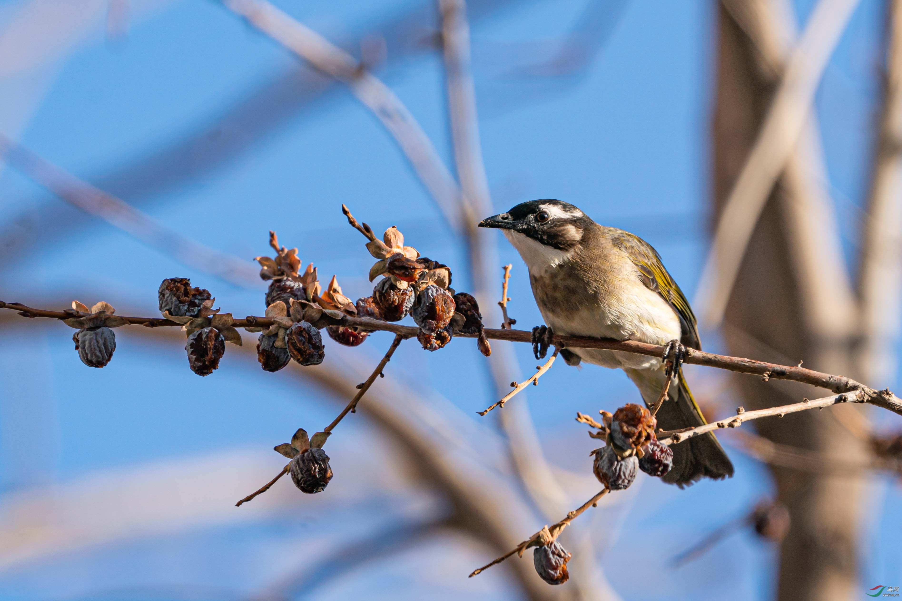 疫情期间闲暇无事小区内拍鸟之白头鹎啄黑枣