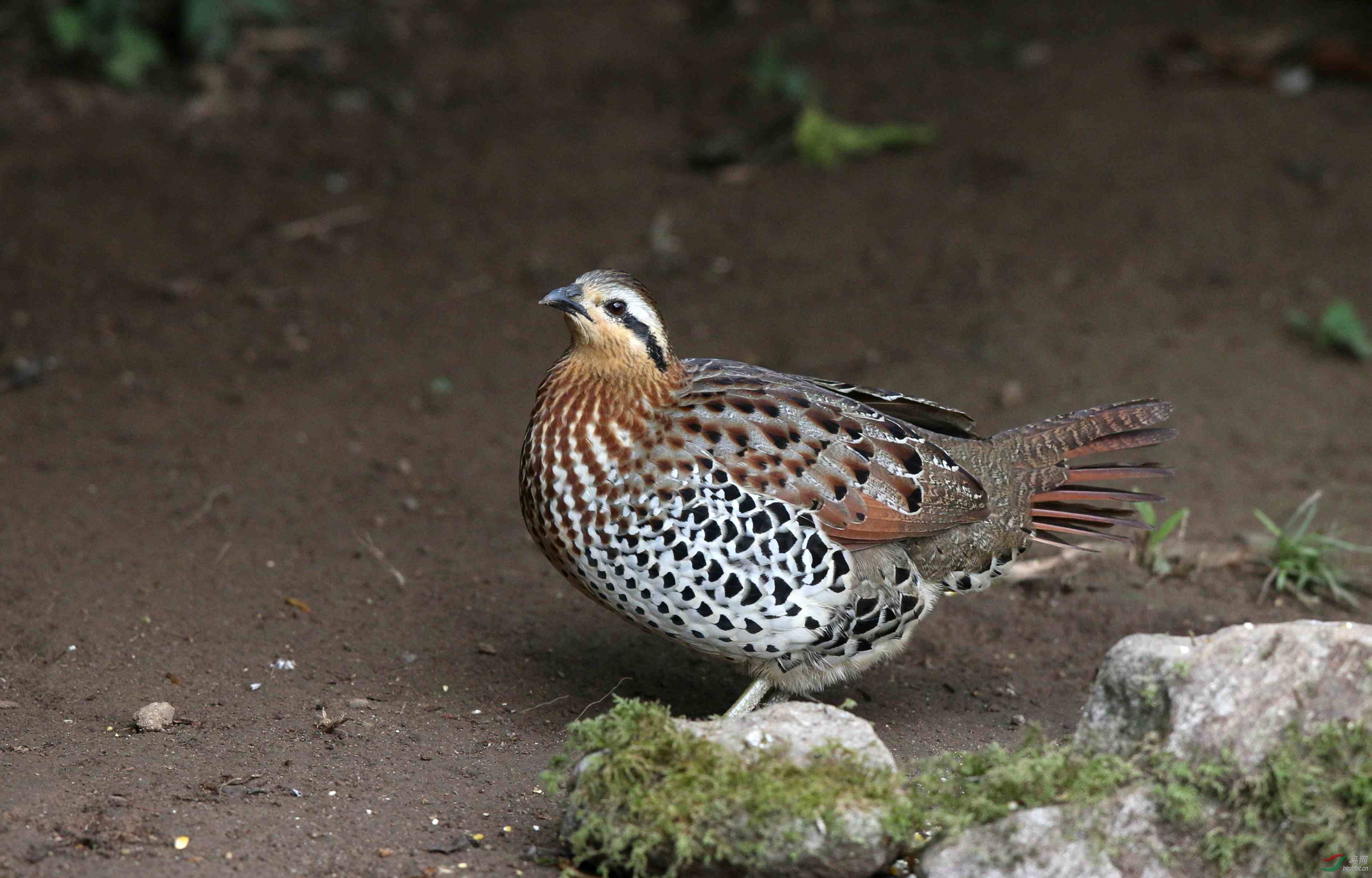 棕胸竹鸡