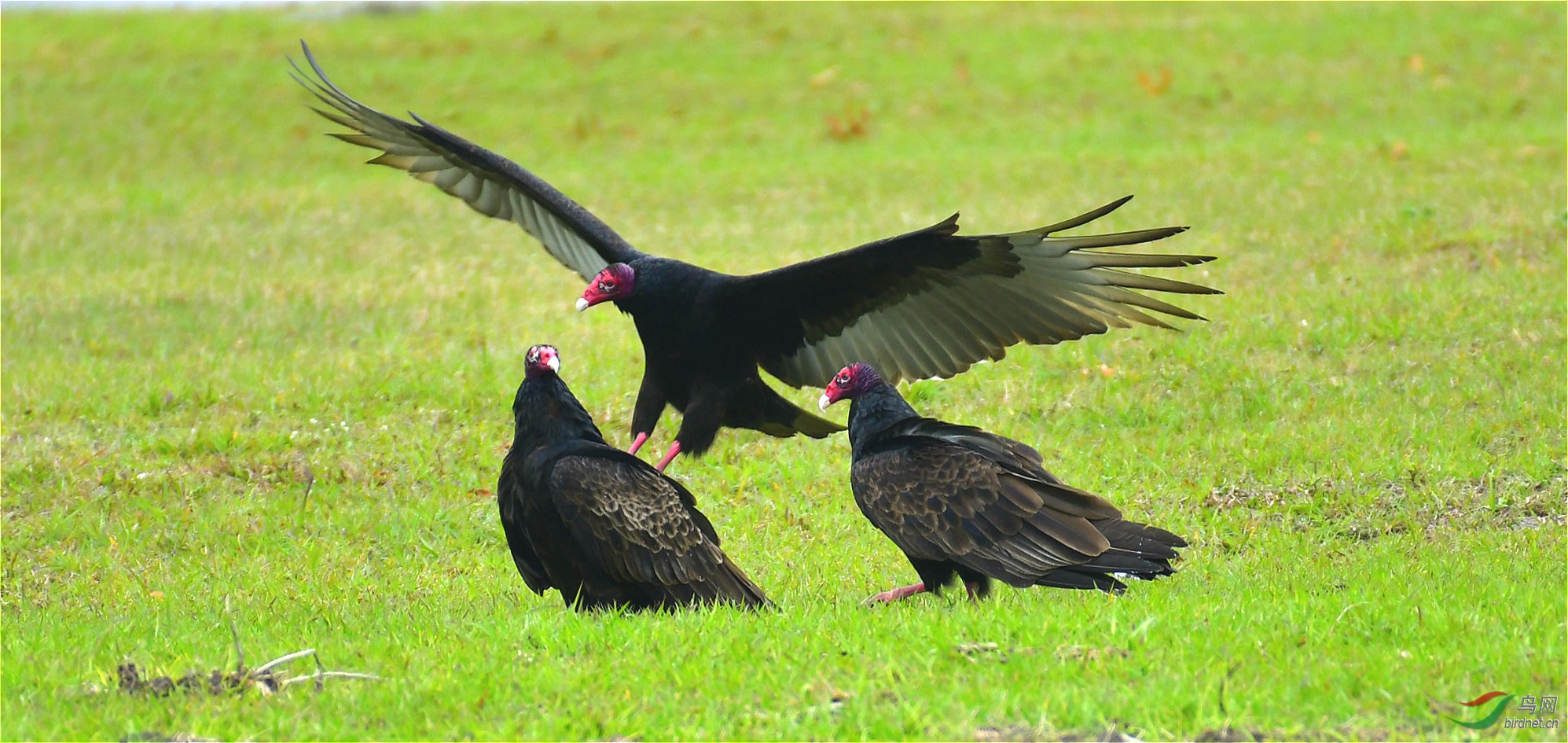 ��ͷ������