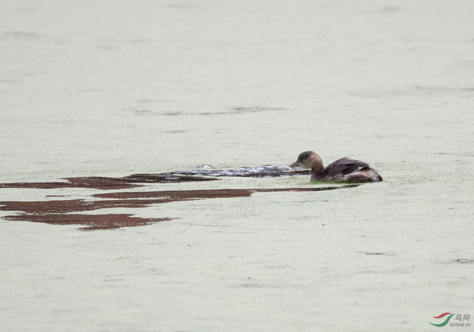 D50_8903-nw.jpg