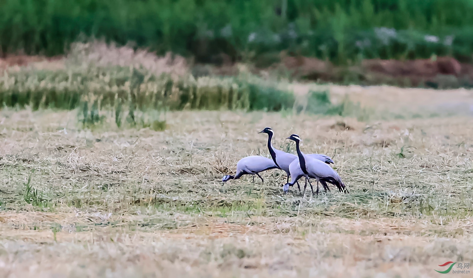 大鹤带小鹤觅食