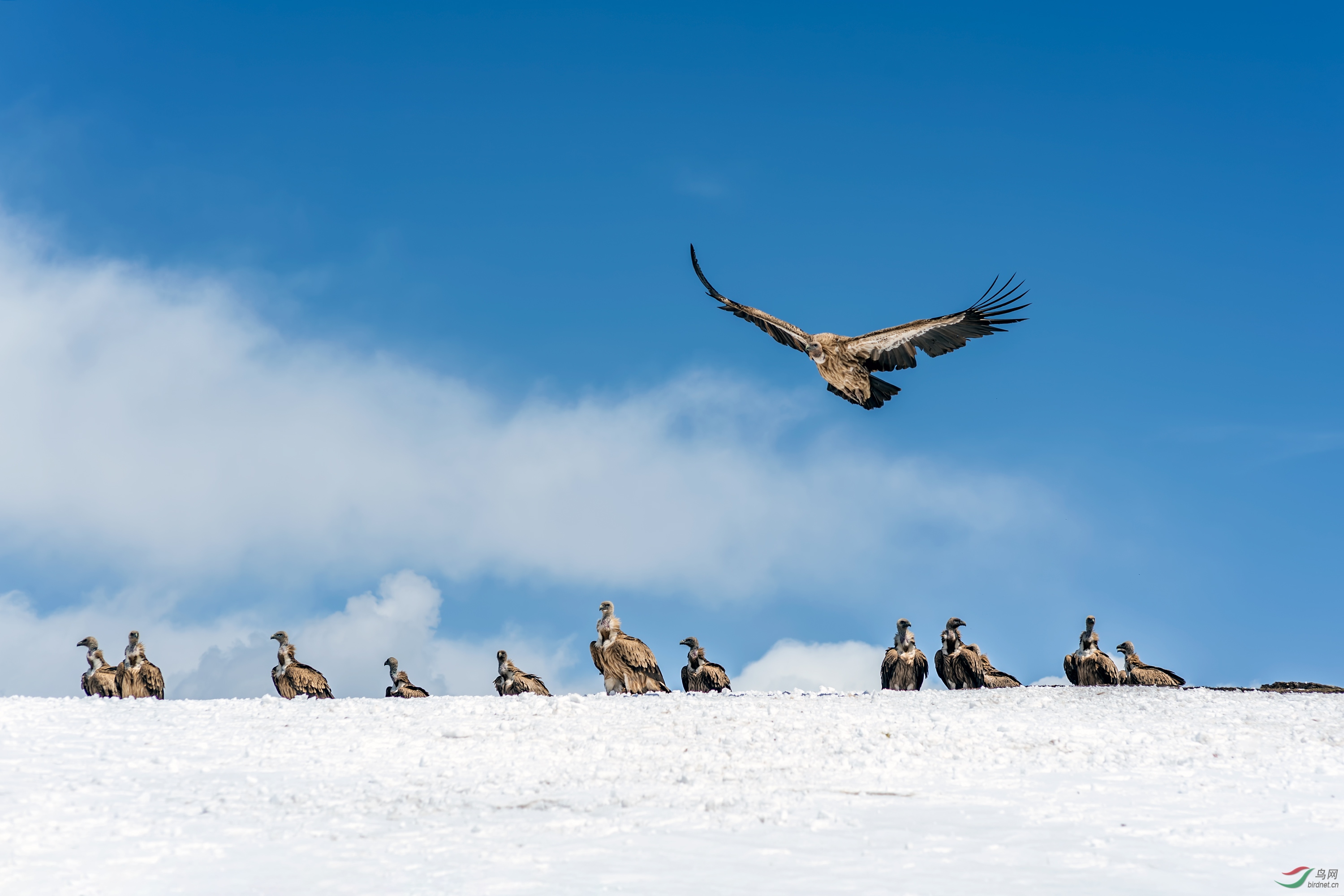 高山兀鹫贺获鸟类精华